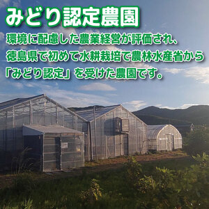 【2027年3月発送】 ミニトマト 花鳥風月 国産 1kg ミニトマト
