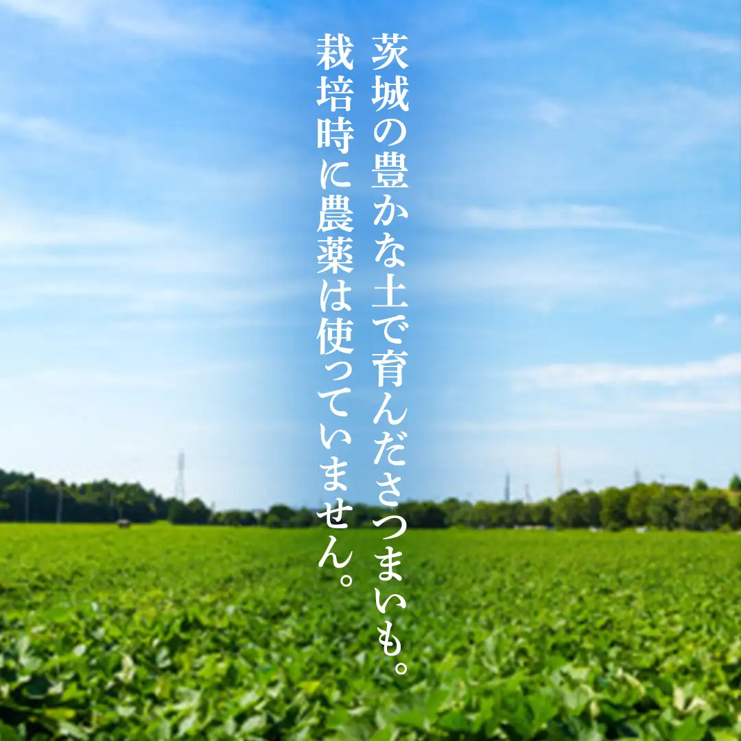 さつまいも 紅はるか 栽培期間中農薬不使用栽培 3kg 【2026年 11月以降発送】 (BJ008)