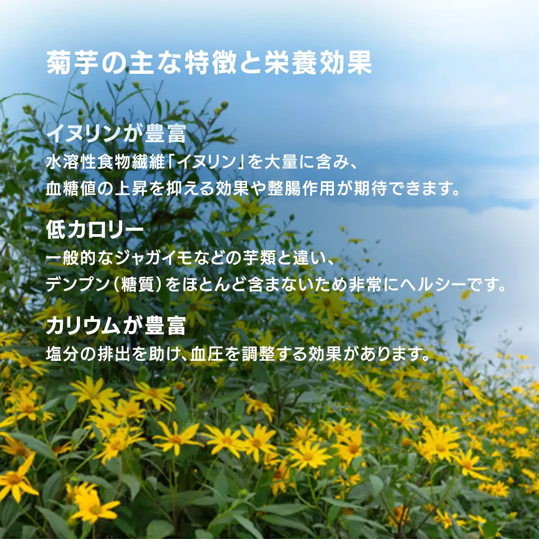 菊芋 (きくいも) 健康野菜 5kg 【2026年 11月以降発送】 (BJ016)