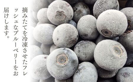 茂木町産 冷凍ブルーベリー 1kg | ブルーベリー 冷凍 栃木県 茂木町