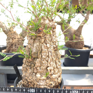 オペルクリカリア・パキプス「塊根植物の王様」(発根管理済) Z3｜観葉植物 コーデックス [0589]