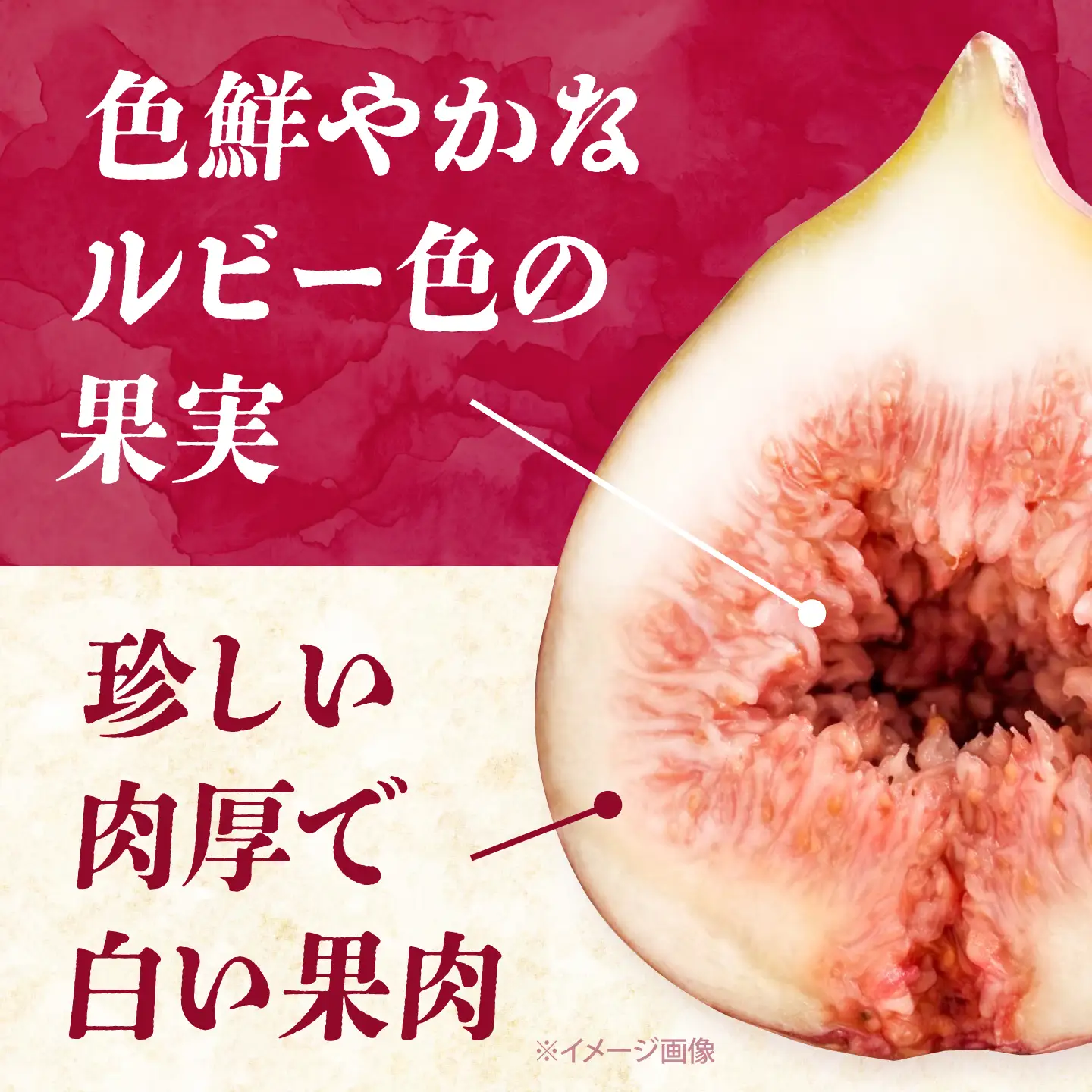 【先行予約】福岡産いちじく とよみつひめ 約300g×4P BGAG012