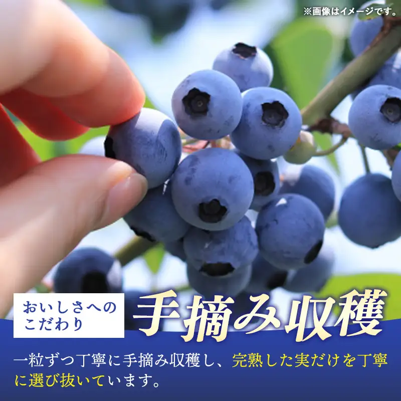 ブルーベリー 訳あり 冷凍 1㎏ フルーツ ベリー 果物