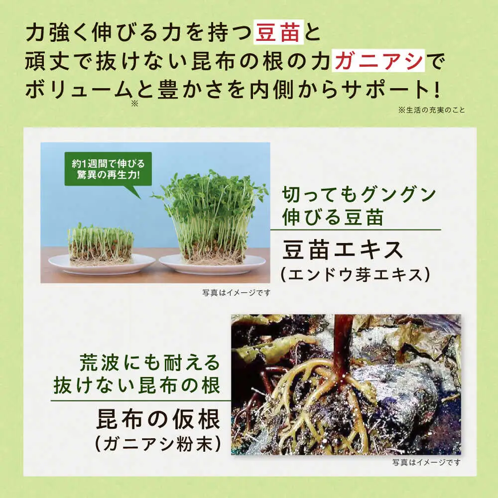 【6箱入　180日分】いとびはつ はぐくむ青汁 糸島市 / 株式会社ピュール [AZA266]