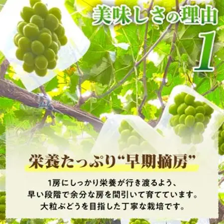 2026年発送  朝もぎ直送!!過保護に育った葡萄ぶどう『おまかせ3種』3～6房(約2kg)【配送不可地域：離島】【1643715】