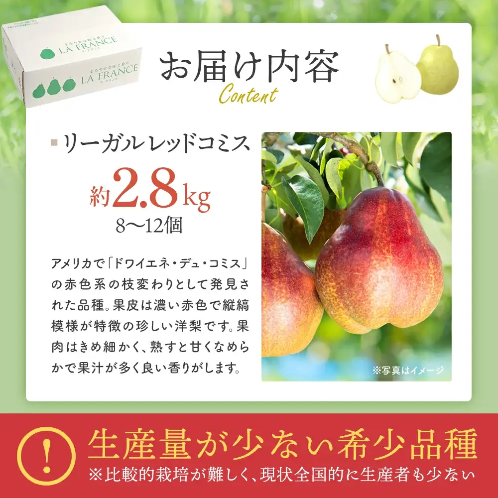 【先行予約】希少な洋梨「リーガルレッドコミス」 2.5～2.8kg（8～12個） 蔵王産　【04301-0184】
