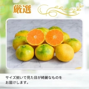 ハウスみかん 0.5kg+250g(傷み補償) 厳選/ ハウスミカン 温室みかん 有田みかん 甘い 訳あり 和歌山 柑橘 ※7月中旬～8月下旬に順次発送 ※北海道・沖縄・離島への配送不可 【ikd002-p-0d5A】