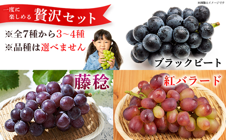 ＜西予の極上ぶどう極み彩り 約2kg＞ 果物 くだもの フルーツ ぶどう 葡萄 ブドウ 7種 詰め合わせ 食べ比べ 藤稔 瀬戸ジャイアンツ ゴルビー ピオーネ 紫玉 特産品 ファームNINOMIYA 愛媛県 西予市【冷蔵】『2026年8月中旬～9月中旬迄に順次出荷予定』 UFM0005