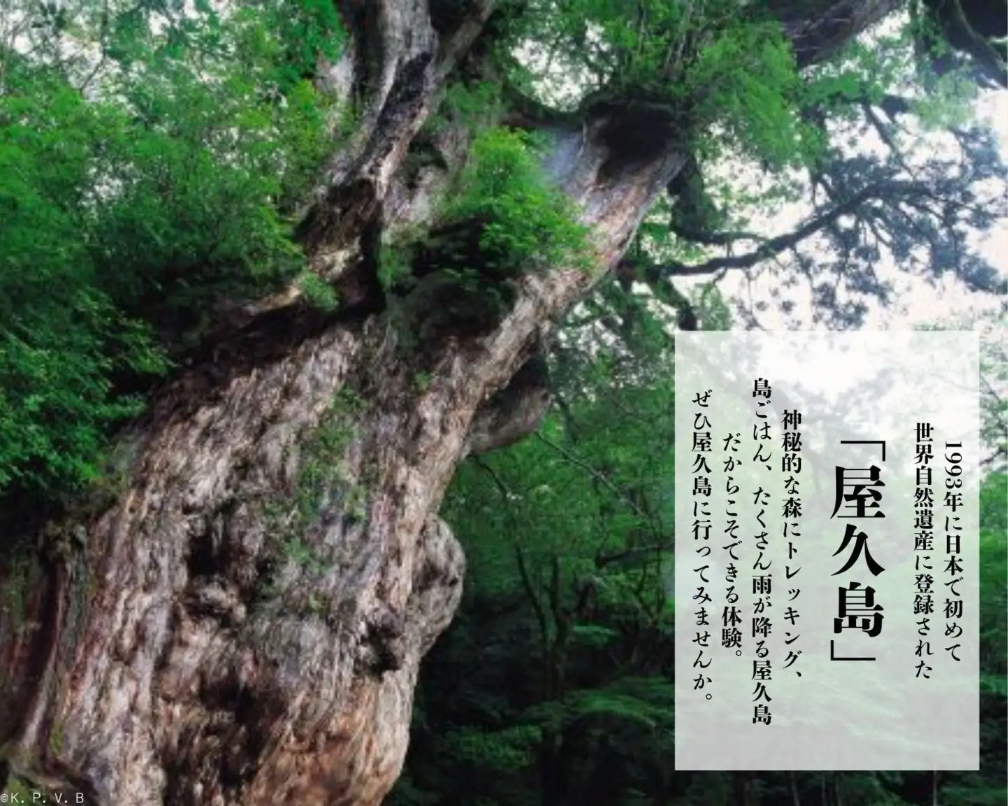 屋久島町に泊まるふるさと納税旅行クーポン【3,000円分】｜旅行 クーポン 宿泊