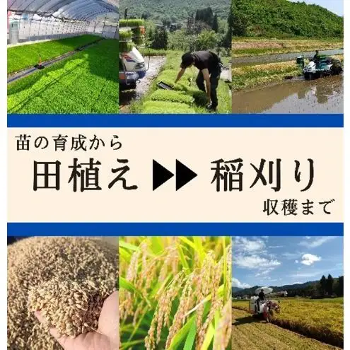 【令和8年産 先行予約】ブランド米 魚沼産コシヒカリ 精米 5kg 米 コメ こめ お米 おこめ 白米 こしひかり 新潟県産 人気 お取り寄せ