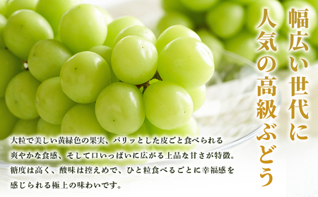 ＜シャインマスカット 約2kg＞ 果物 くだもの フルーツ ぶどう 葡萄 ブドウ シャインマスカット しゃいんますかっと 4～5房 大粒 糖度 極上 種なし 甘い 皮ごと 特産品 ファームNINOMIYA 愛媛県 西予市【冷蔵】『2026年8月下旬～9月中旬迄に順次出荷予定』UFM0006