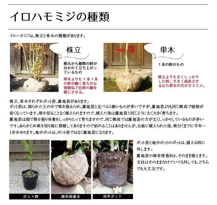 イロハモミジ（伊呂波紅葉）苗木 単木 樹高1.2m前後 2本セット ポット苗 シンボルツリー 落葉樹 植木 庭木【価格改定】