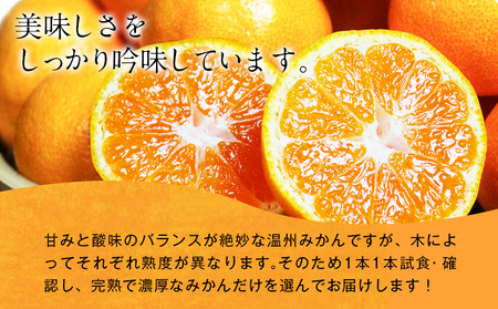みかん 濃厚完熟温州みかん 約5kg