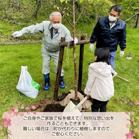 北海道釧路町の桜の木(1本)のオーナー権及びオーナー証＜ふるさと納税 自然 保護＞【1179225】