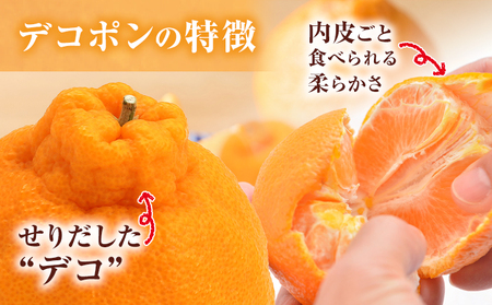 デコポン 約5kg 日本フルーツ株式会社 熊本県 荒尾市 《12月中旬-4月上旬頃出荷》 デコポン 果物 秀品 フルーツ スイーツ デザート ギフト ご贈答