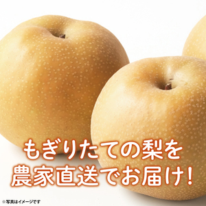 【数量限定】もぎりたての梨！3kg！一番旬の品種をお届け！（幸水・豊水・秋月・新高いずれか1品種）【茨城県共通返礼品/石岡市】（KR-3）