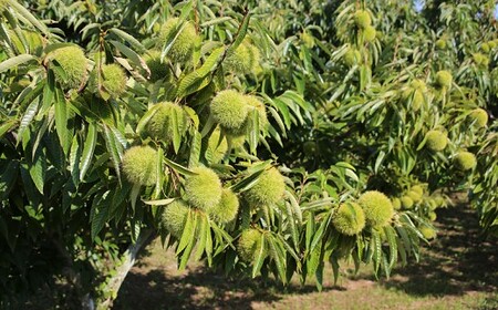 やさい畑の美味しい栗 3kg  《9月下旬-10月上旬頃出荷》