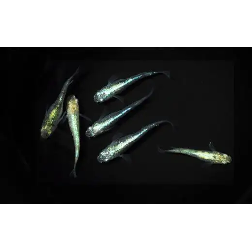 メダカ「緑光」1ペア