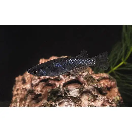 メダカ「オロチラメ」3ペア