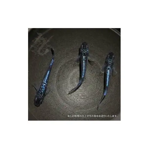 メダカ「ブルームーン」1ペア