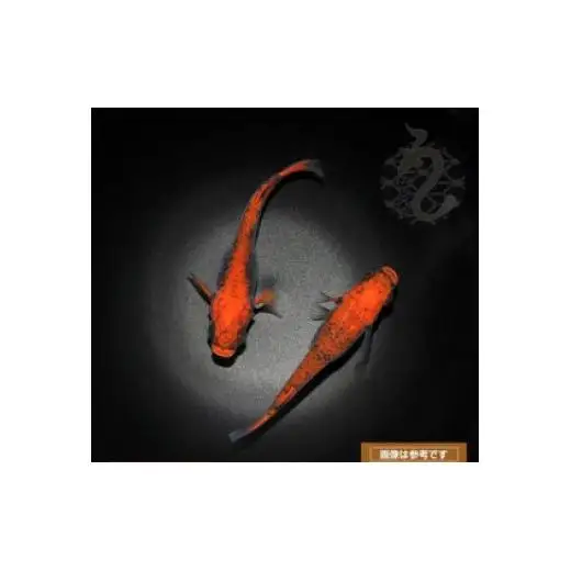 メダカ「紅薊」2ペア