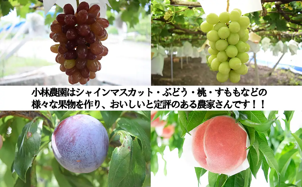 【数量限定】クイーンセブン ３～４房（1.2～1.5kg）