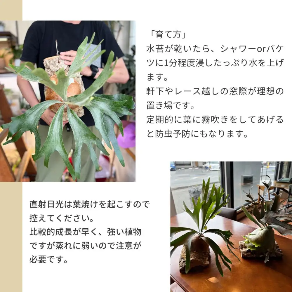 ビカクシダ(コウモリラン)ホワイトホーク P. willinckii white hawk spore