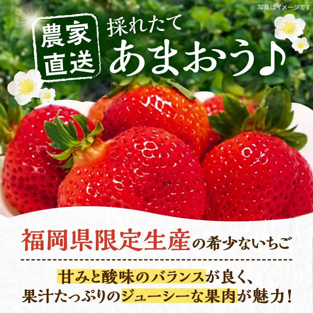 【先行予約】【1~4月発送】農家直送 大玉 大粒あまおう[VAB023]あまおう