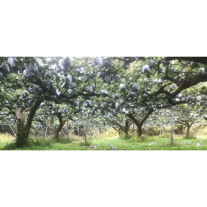 【先行予約／数量限定50】【訳あり】新興梨 優品 3kg（5～9玉入り）（2026年10月上旬～発送）