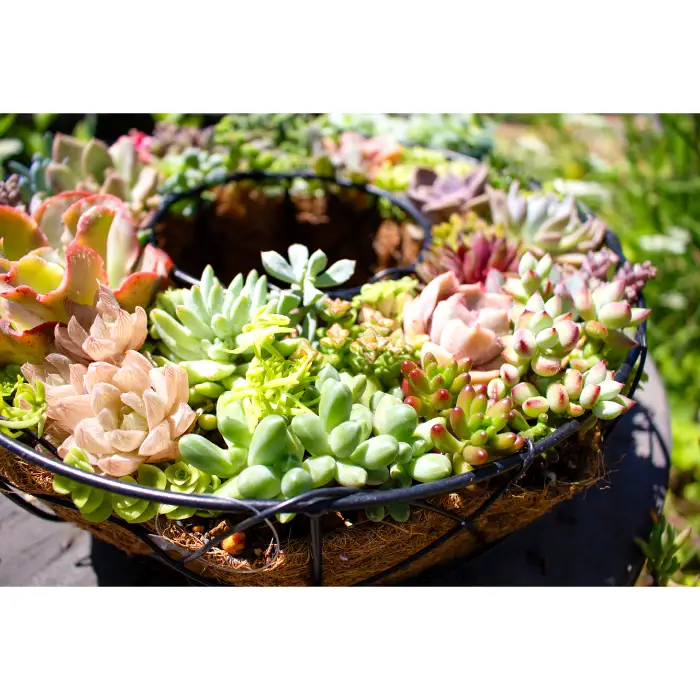 多肉植物のリース型寄せ植え【多肉植物 植物 グリーン おすすめ 約30種 よせうえ 観葉植物 手植え 癒し インテリア ナチュラル かわいい 自然 プレゼント ギフト 贈り物】