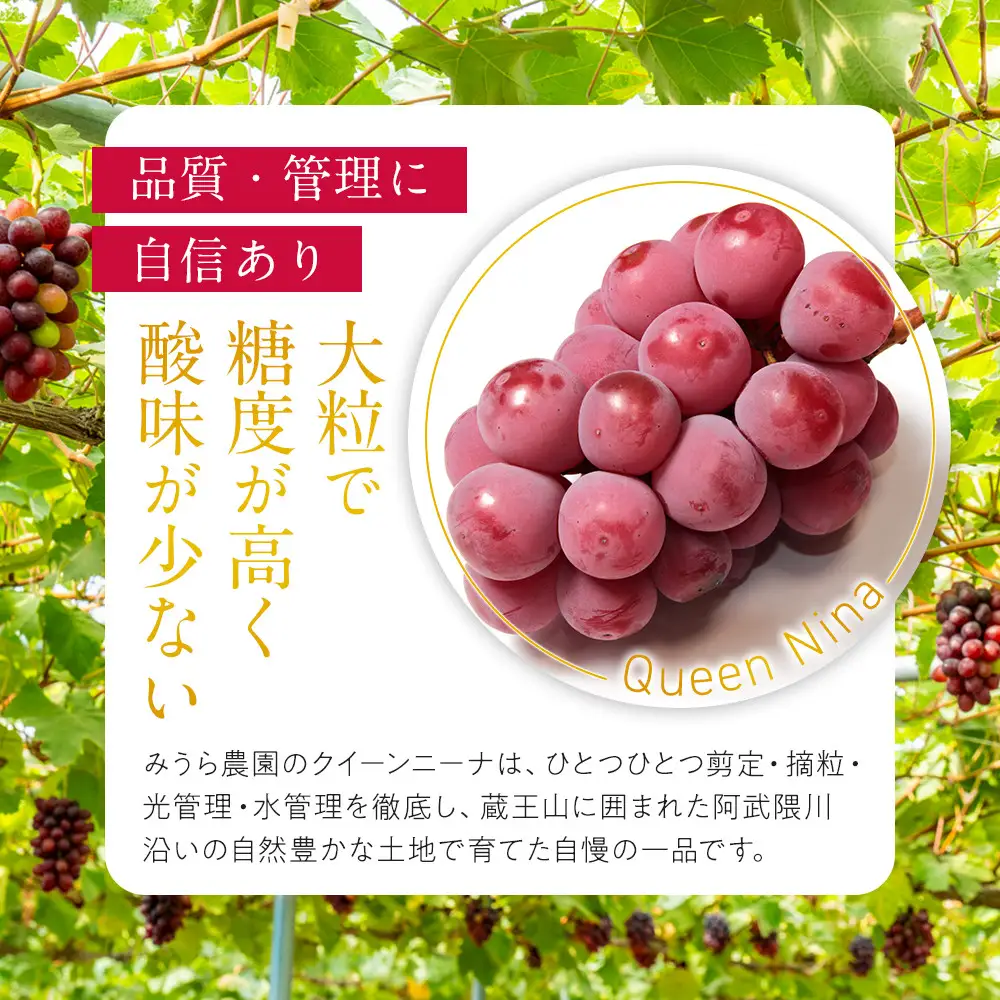 【先行予約】角田市産ぶどう【クイーンニーナ】1房（約500g）【2026年9月末より順次発送】