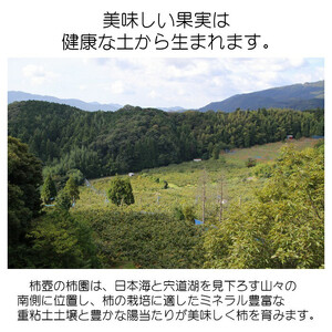 【柿専業の農家が作る】出雲産西条柿　2.5kg