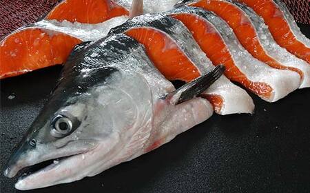 頭付き天然紅鮭 さけ 冷凍 魚 海の幸 簡単調理 サケ 海産物 北海道 F4F-8447