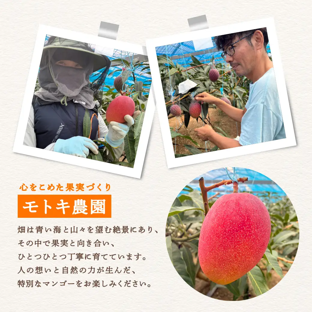 【2026年7月～9月発送】今が旬！ 完熟 アップル マンゴー ミニサイズ 1kg（8～10玉）モトキ農園 鹿児島県 奄美大島 宇検村 南国 マンゴー フルーツ 果物