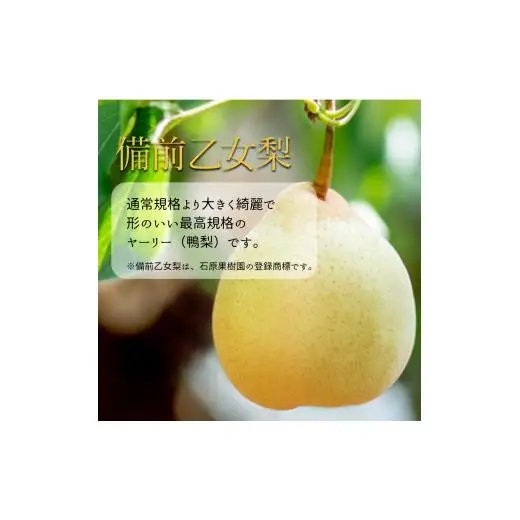備前乙女梨 3kg箱 赤秀 5～6玉入り 【先行予約 2026年11月中旬から順次発送】