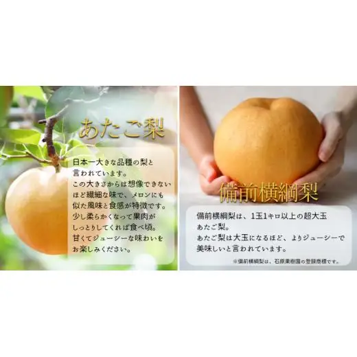 詰め合わせ 4kg箱 赤秀 横綱梨2玉(1～1.5kg玉)・乙女梨4～6玉 【先行予約 2026年11月中旬から順次発送】