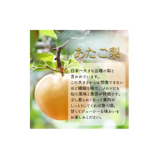 家庭用 あたご梨 4kg箱 青秀 3～9玉 【先行予約 2026年11月中旬から順次発送】