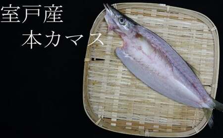 骨抜き本かますフィーレ