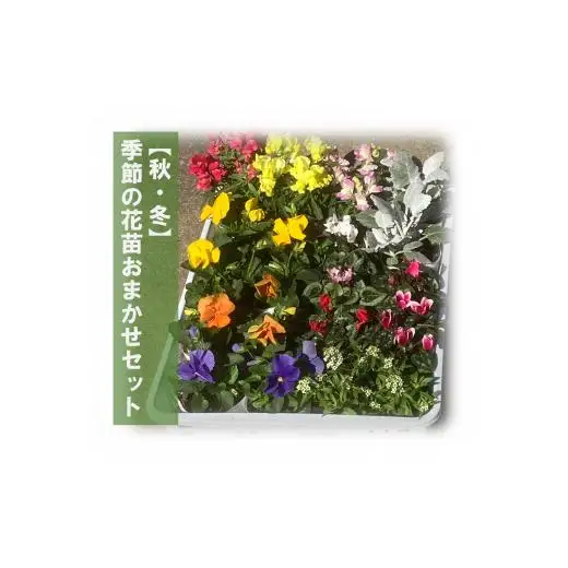 季節の花苗おまかせセット