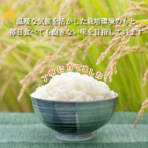 【2026年9月発送】令和8年産 米 コシヒカリ 5kg 先行予約 新米 こしひかり 白米