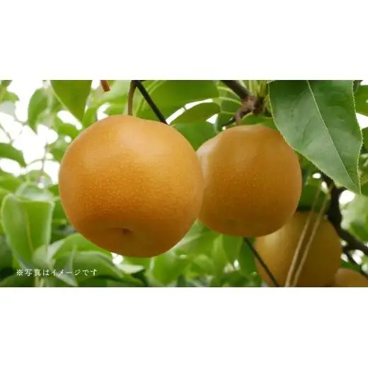 茨城県産 梨 幸水 サイズ おまかせ （2L～ 4L ） 5kg（ 12～16玉 ）【2026年8月中旬発送開始】 (茨城県共通返礼品：大子町)