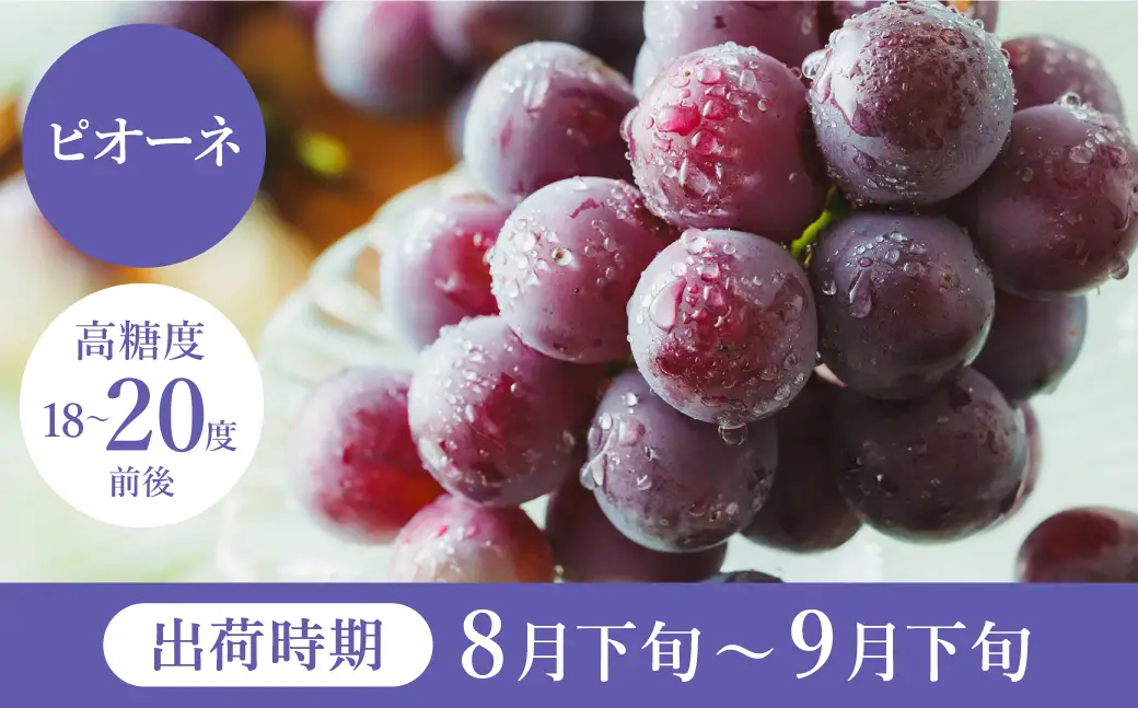 【2026年先行予約】数量限定 訳あり 豊岡ぶどう「ピオーネ」 約300g×8パック ／ ぴおーね ブドウ 葡萄 訳ありぶどう 大粒 強い甘み 爽やかな酸味 新鮮 果物 産地直送 くだもの フルーツ 上品 香り