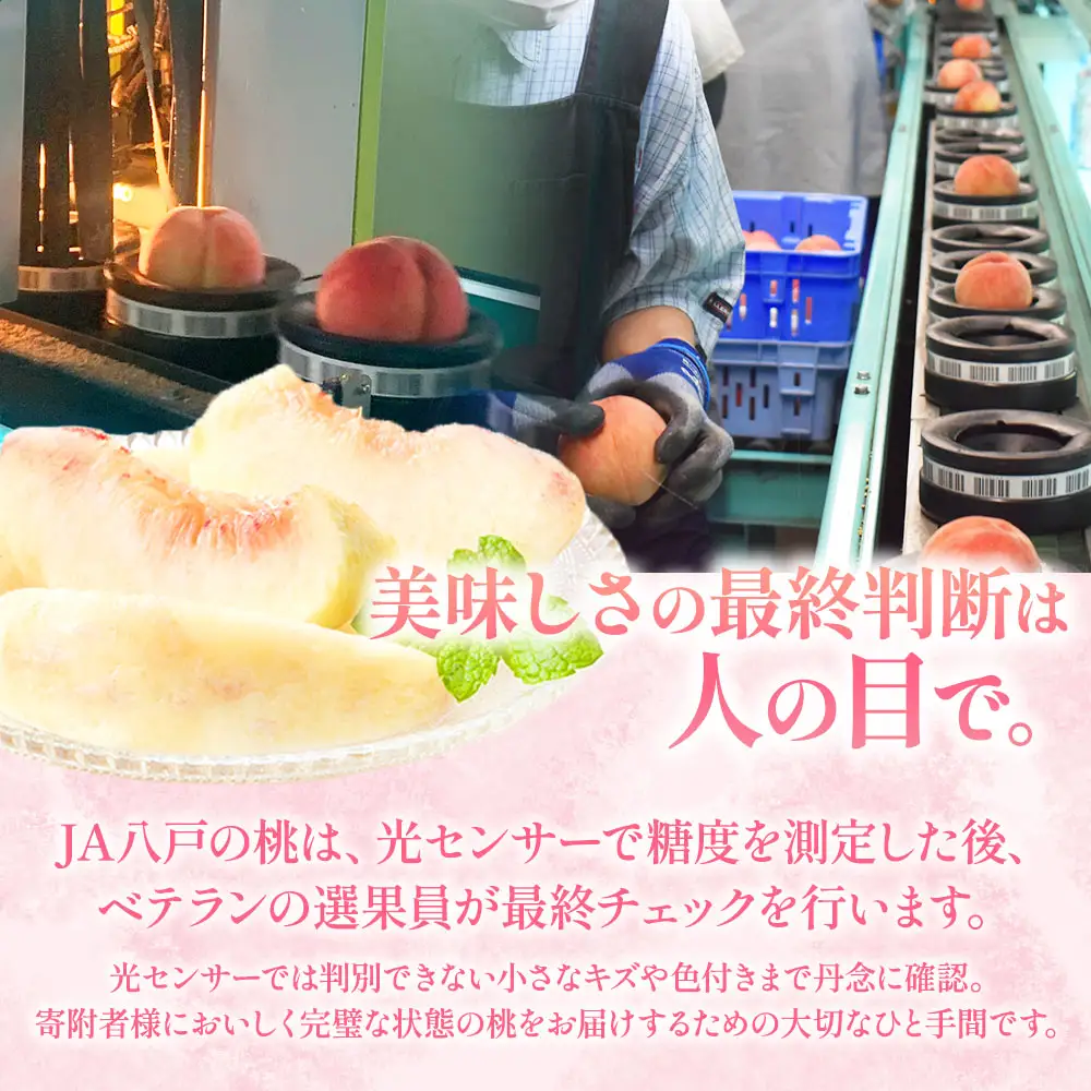 【先行予約】 青森県産桃 約5kg ぴちパ ピーチ【8月中旬～9月上旬発送】もも 桃