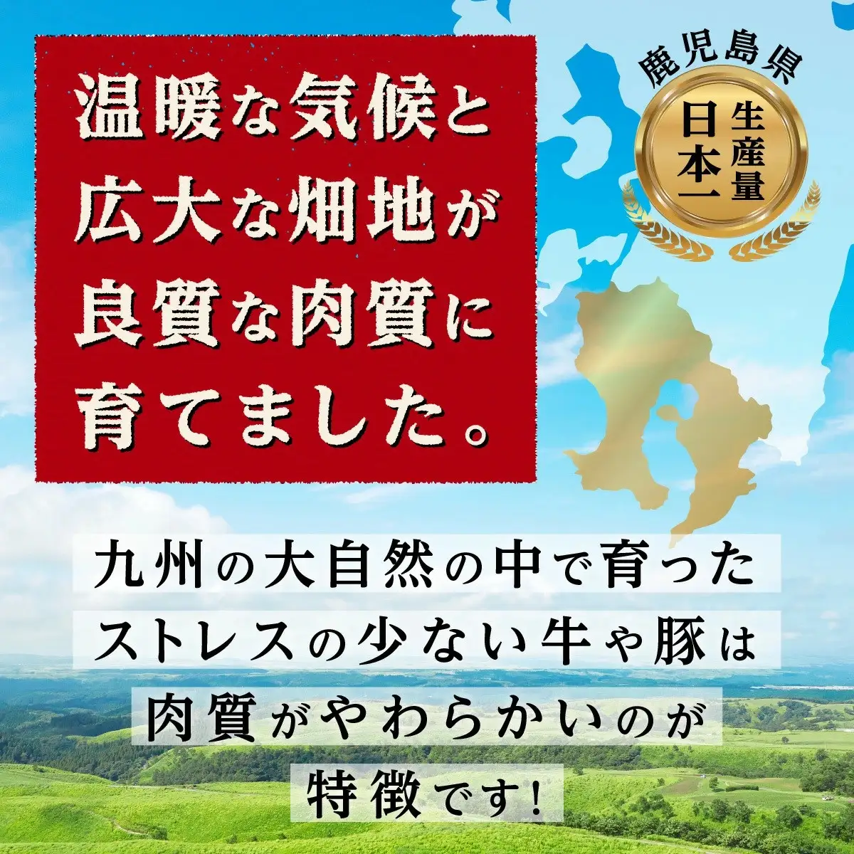 鹿児島黒豚お楽しみ定期便（計３回）