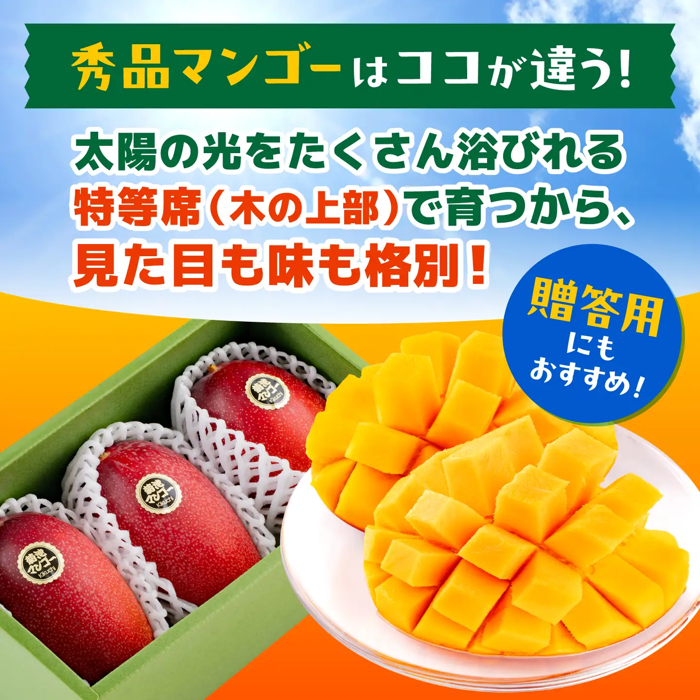 【2027年6月上旬から順次発送】より発送 菊池マンゴー約1kg マンゴー AYDF003