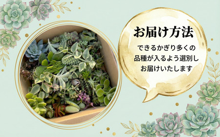 多肉 9センチ ポット おまかせ 6個セット 多肉 植物