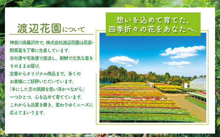 【セダム 多肉植物】12ポットセット