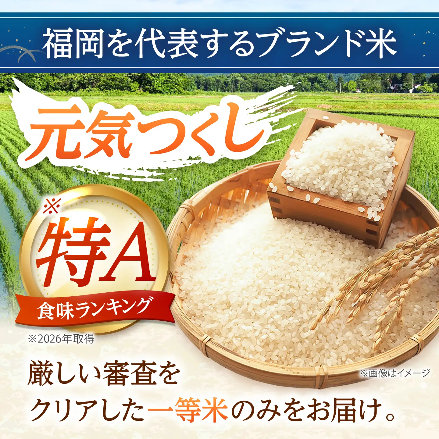 【先行予約】【令和7年産】元気つくし 無洗米 5kg [BGAA091] 元気つくし 無洗米 5キロ