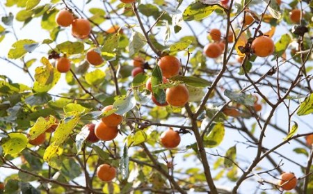 柿の葉っぱのせっけん(60g) | 豊後高田市 お茶