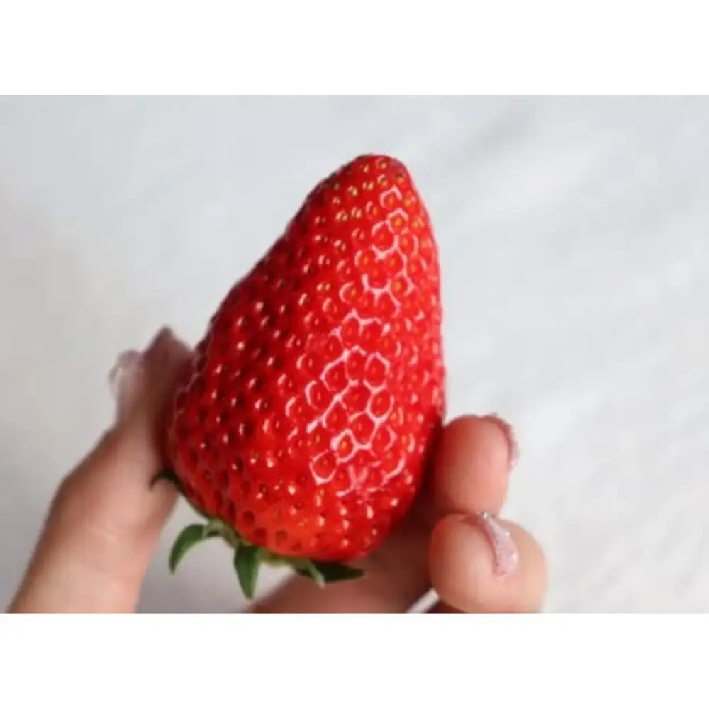 【2027年分先行受付】Sランク★静岡県産いちご 紅ほっぺ250ｇ×2パック(1パック約250ｇ 8～14粒）【北海道・沖縄・離島 配送不可】